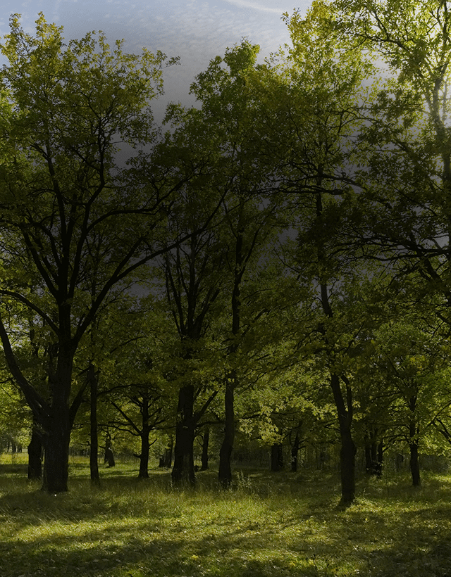 trees